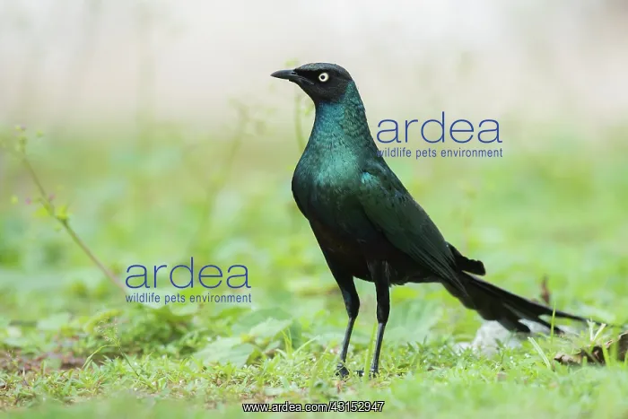: Bronze-tailed Glossy Starling : Bronze-tailed Glossy Starling