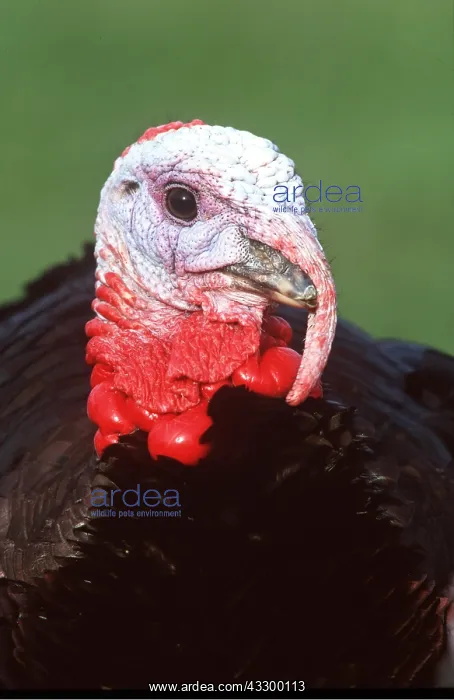 : BRONZE TURKEY close-up of head : BRONZE TURKEY close-up of head