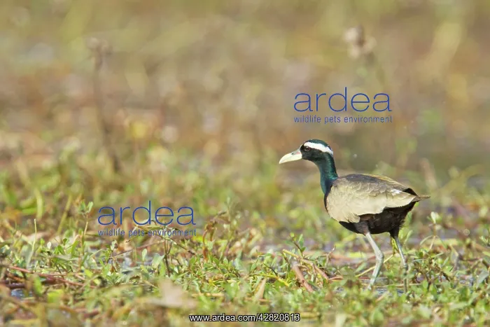 : Bronze-Winged Jacana : Bronze-Winged Jacana