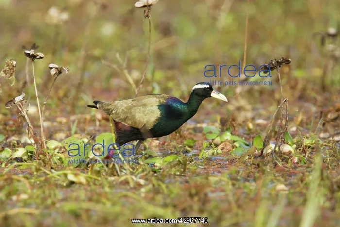 : Bronze-Winged Jacana : Bronze-Winged Jacana
