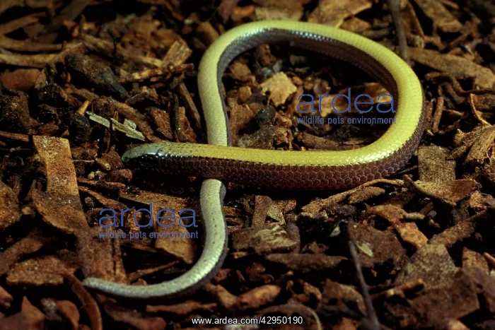 : Bronzeback snake-lizard - legless lizard; swims : Bronzeback snake-lizard - legless lizard; swims