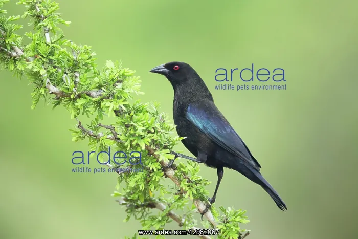 : Bronzed Cowbird : Bronzed Cowbird