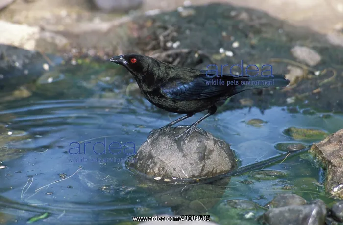 : Bronzed Cowbird : Bronzed Cowbird