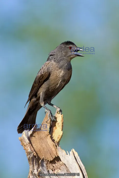 : Bronzed Cowbird : Bronzed Cowbird