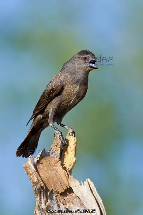 : Bronzed Cowbird : Bronzed Cowbird