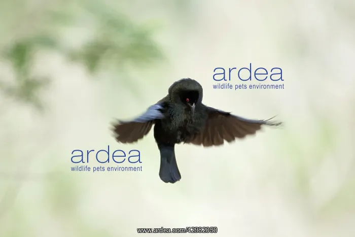 : Bronzed Cowbird - aerial display : Bronzed Cowbird - aerial display