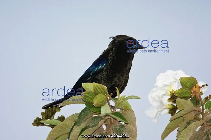 : Bronzed Cowbird - male : Bronzed Cowbird - male