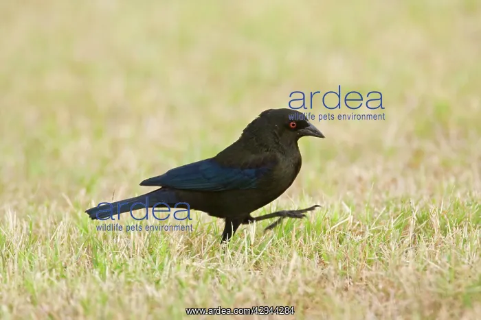 : Bronzed Cowbird - male : Bronzed Cowbird - male