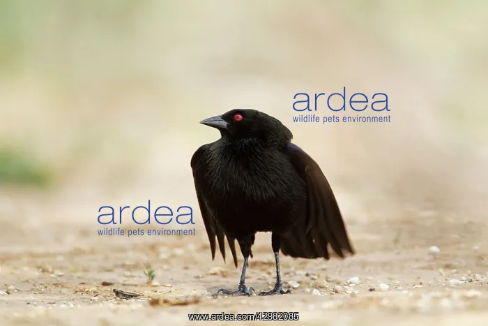 : Bronzed Cowbird - male displaying : Bronzed Cowbird - male displaying