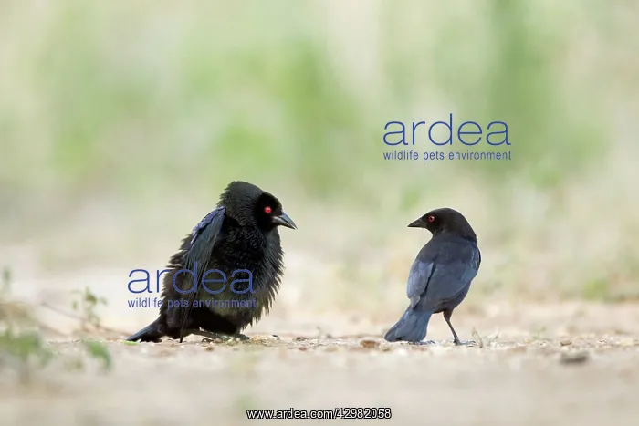 : Bronzed Cowbird - male displaying to another male : Bronzed Cowbird - male displaying to another male