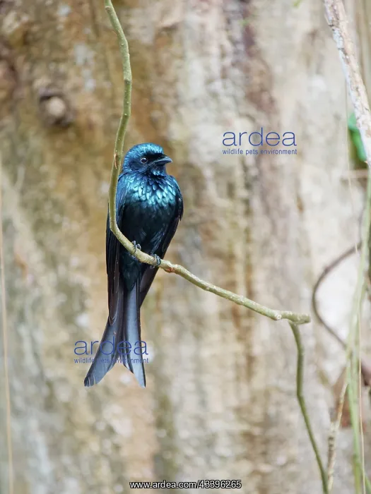 : Bronzed Drongo Dicrurus aeneus Cat Tien National : Bronzed Drongo Dicrurus aeneus Cat Tien National