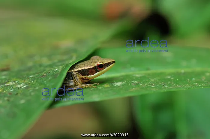 : Bronzed Frog : Bronzed Frog