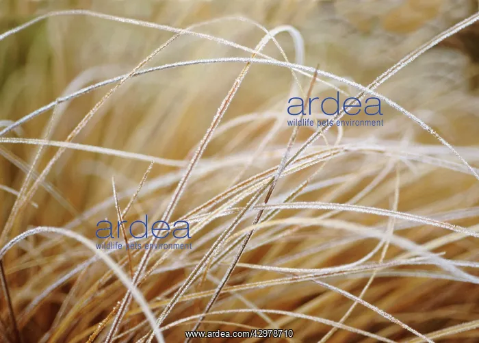 : BronzeNewZealandhairsedge : BronzeNewZealandhairsedge