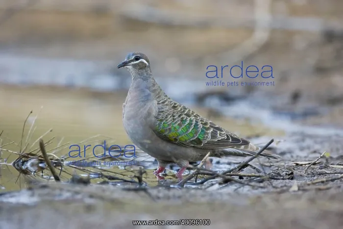 : Bronzewing Pigeon : Bronzewing Pigeon