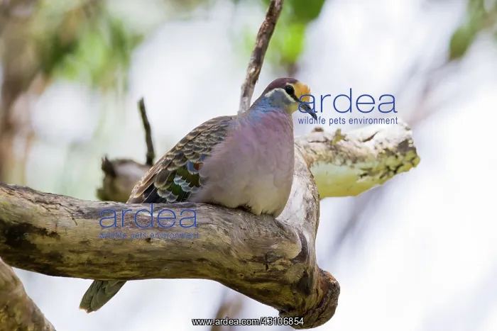 : Bronzewing Pigeon : Bronzewing Pigeon
