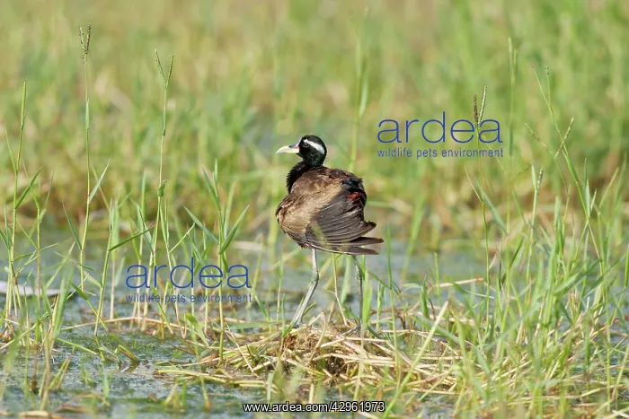 : Bronzewinged Jacana at nest : Bronzewinged Jacana at nest