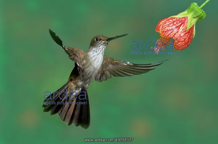 : Bronzy Inca Hummingbird : Bronzy Inca Hummingbird