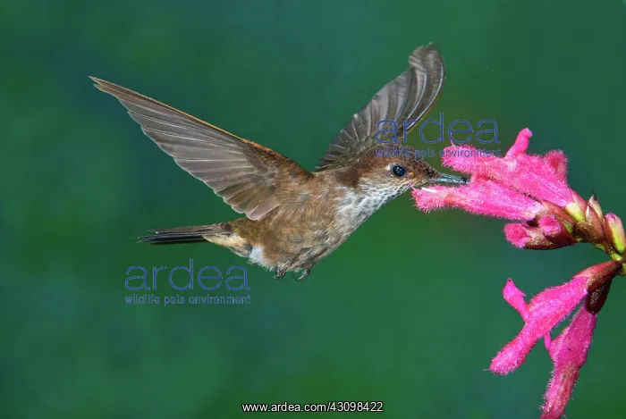 : Bronzy Inca Hummingbird : Bronzy Inca Hummingbird