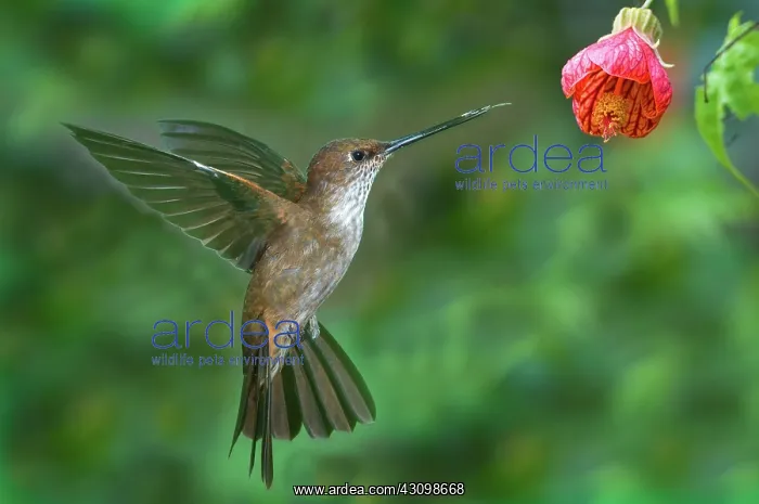 : Bronzy Inca Hummingbird : Bronzy Inca Hummingbird
