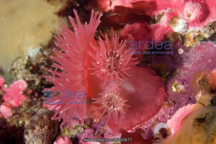 : brooding anemone Epiactis prolifera Alaska North Pacific Oce : brooding anemone Epiactis prolifera Alaska North Pacific Oce