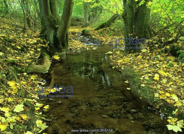 : brook in autumn - with colourful maple leaves fallen : brook in autumn - with colourful maple leaves fallen