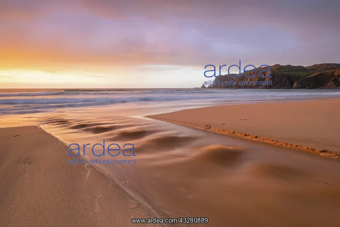 : A brook flows over the sandy beach into the sea : A brook flows over the sandy beach into the sea