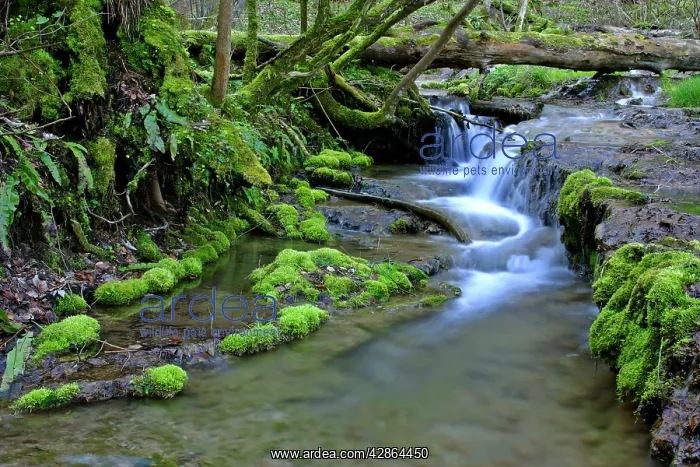: brook in forest - river bed in primeval forest : brook in forest - river bed in primeval forest