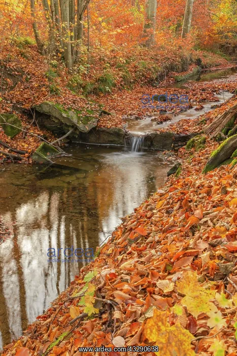 : Brook in forest - a small brook cascading through brightly c : Brook in forest - a small brook cascading through brightly c