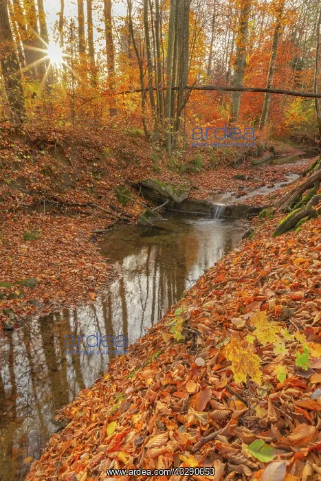 : Brook in forest - a small brook cascading through brightly c : Brook in forest - a small brook cascading through brightly c