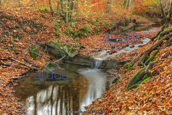 : Brook in forest - a small brook cascading through brightly c : Brook in forest - a small brook cascading through brightly c
