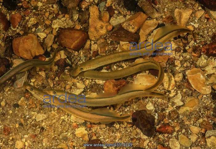: Brook lamprey, Lampetra planeri, gathering of ad : Brook lamprey, Lampetra planeri, gathering of ad