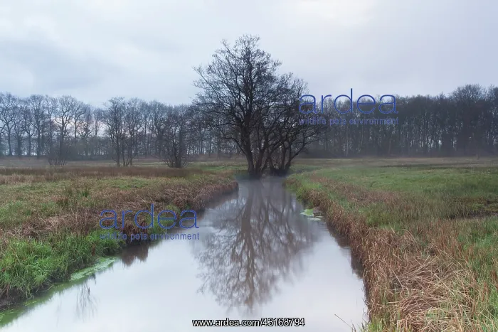 : Brook in landscape with trees : Brook in landscape with trees