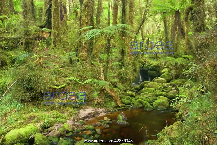 : brook in rainforest - small creek meandering through : brook in rainforest - small creek meandering through