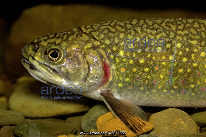  : Brook Trout