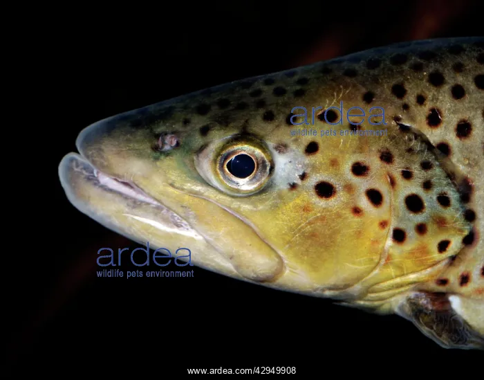  : Brook Trout - originally from freshwaters of North America