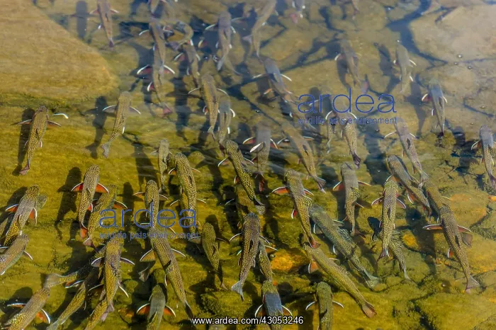 : Brook trout (Salvelinus fontinalis) spawning in : Brook trout (Salvelinus fontinalis) spawning in