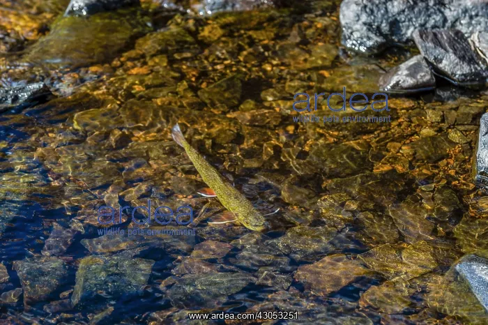 : Brook trout (Salvelinus fontinalis) spawning in : Brook trout (Salvelinus fontinalis) spawning in