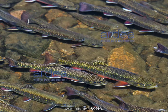 : Brook trout (Salvelinus fontinalis) spawning in : Brook trout (Salvelinus fontinalis) spawning in