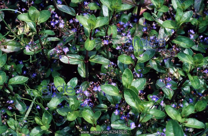  : Brooklime (Veronica beccabunga)