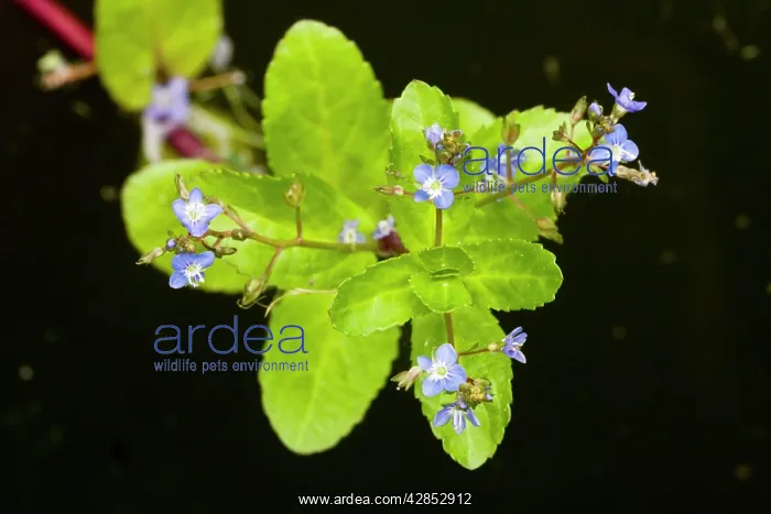 : Brooklime - in flower; by pond : Brooklime - in flower; by pond