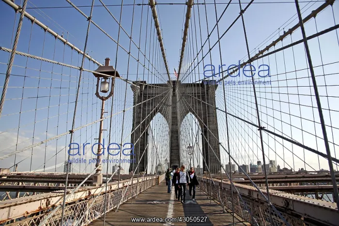 : Brooklyn Bridge in New York, America Paul Brown : Brooklyn Bridge in New York, America Paul Brown