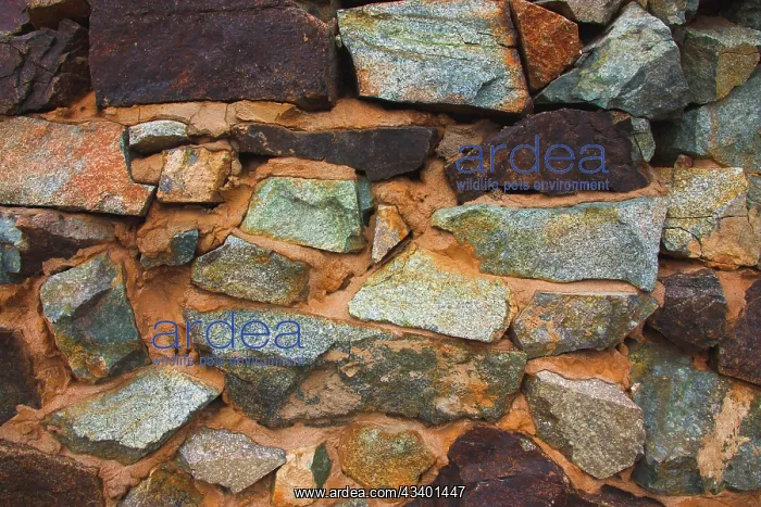 : Brooklyn Mine Road, Virginia Dale Mining District : Brooklyn Mine Road, Virginia Dale Mining District