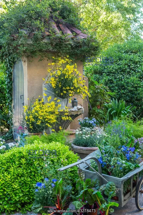 : Broom bouquets in a garden terrace Scane printaniare : Broom bouquets in a garden terrace Scane printaniare