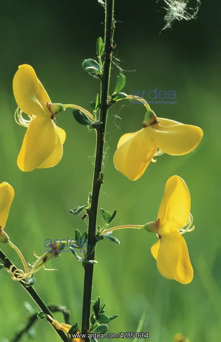 : BROOM - close-up of flowers : BROOM - close-up of flowers