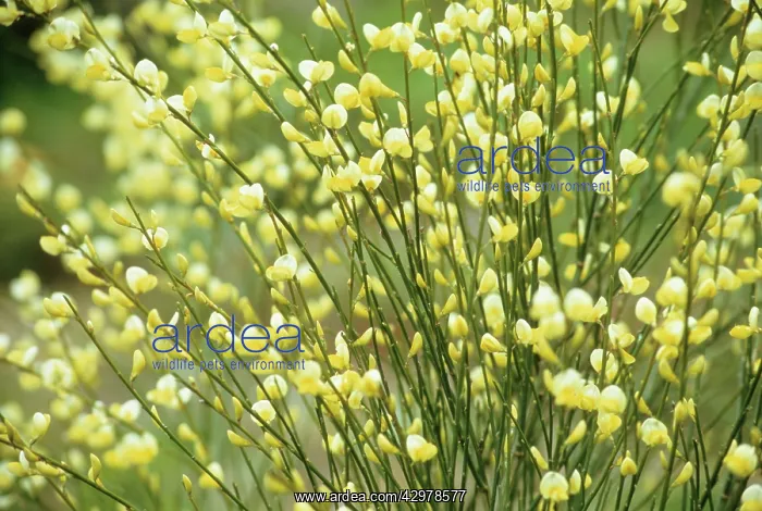 : Broom, Cytisus : Broom, Cytisus