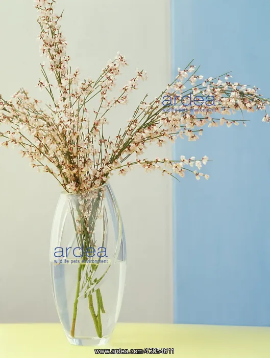 : Broom, Cytisus : Broom, Cytisus