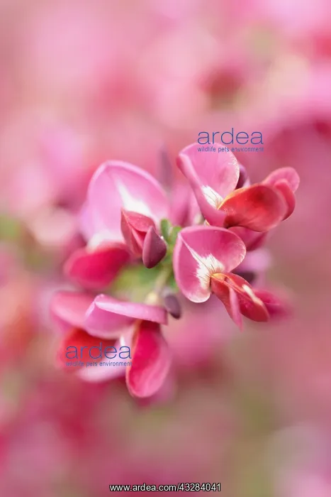 : Broom, Cytisus cultivar, Red subject : Broom, Cytisus cultivar, Red subject