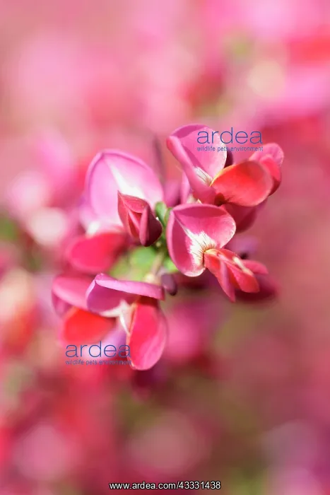 : Broom, Cytisus cultivar, Red subject : Broom, Cytisus cultivar, Red subject
