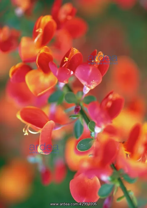 : Broom, Cytisus Lena : Broom, Cytisus Lena