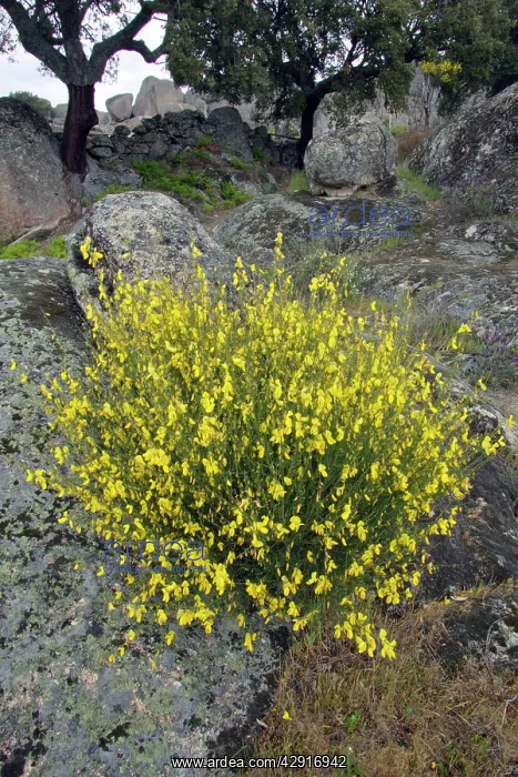 : Broom - in flower : Broom - in flower